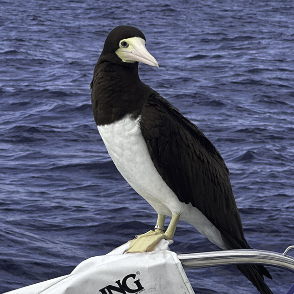 Dramatic coastal scene with palm tree bending in ocean breeze on wild beach with waves and cloudy sky showing the raw natural beauty and changing weather conditions that make Bahamian sailing adventures with Breaking Free Sailing authentic and dynamic